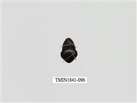 藏品(菲律賓產昆蟲)的圖片